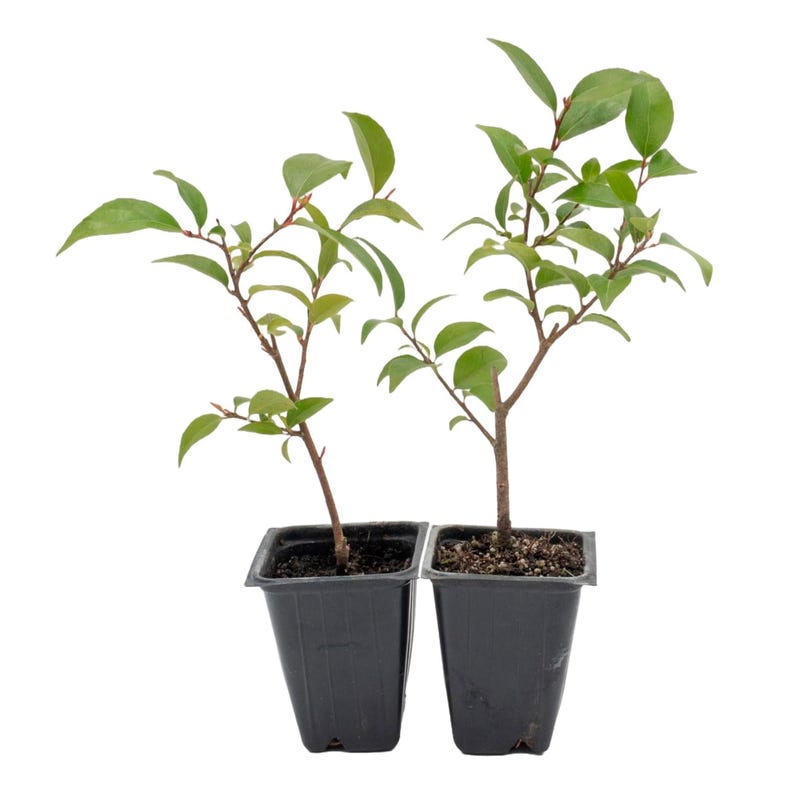 Shiny Xylosma Plants in 2.5” Nursery Cubes - Fast-Growing Evergreen Shrub for Hedges & Landscaping (Xylosma Congestum)