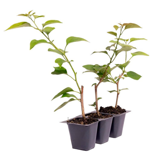 Bougainvillea Plant 2.5” Red-Magenta Barbara Karst Live Plant (Bougainvillea 'Barbara Karst') - Versatile Vine or Shrub