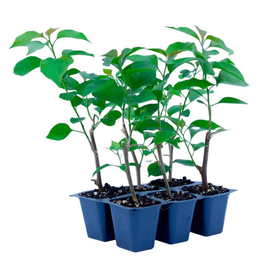 Bougainvillea Live Plants 2.5" Fuchsia-Pink Blooms Bougainvillea 'La Jolla' Drought-Tolerant Vine or Shrub