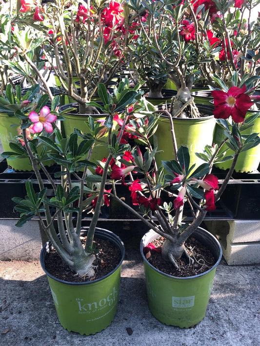 Bonsai Desert Rose Plant - 3 Gallon Pot - Blooming Flowers - Adenium obesum