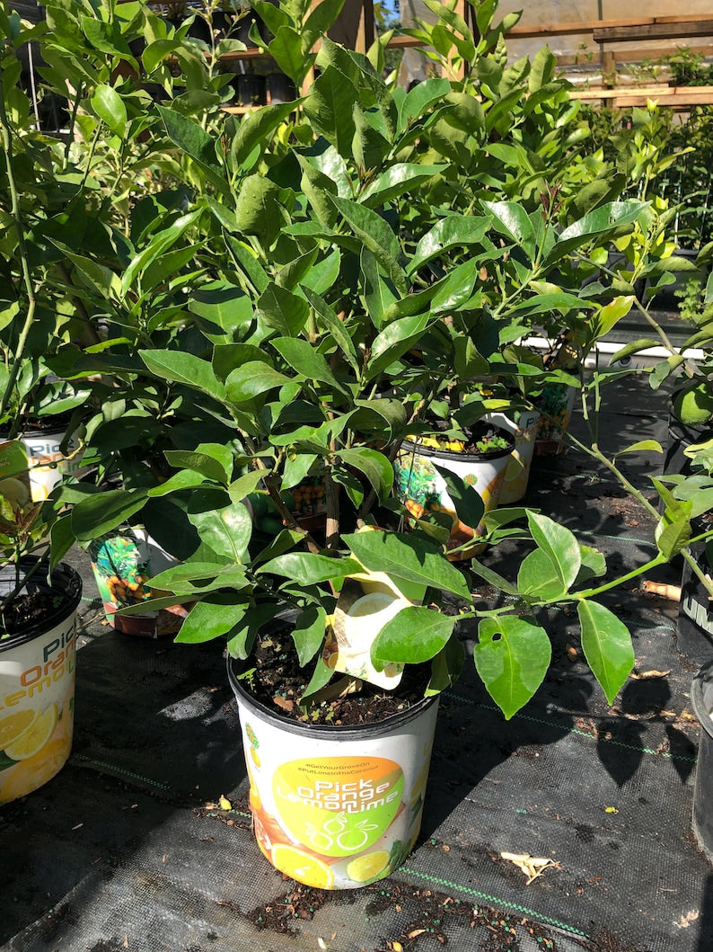 Meyers Lemon Tree 2 Gallon - 2-3 Feet Tall - Citrus x meyeri - Fruit-Bearing Indoor/Outdoor Plant