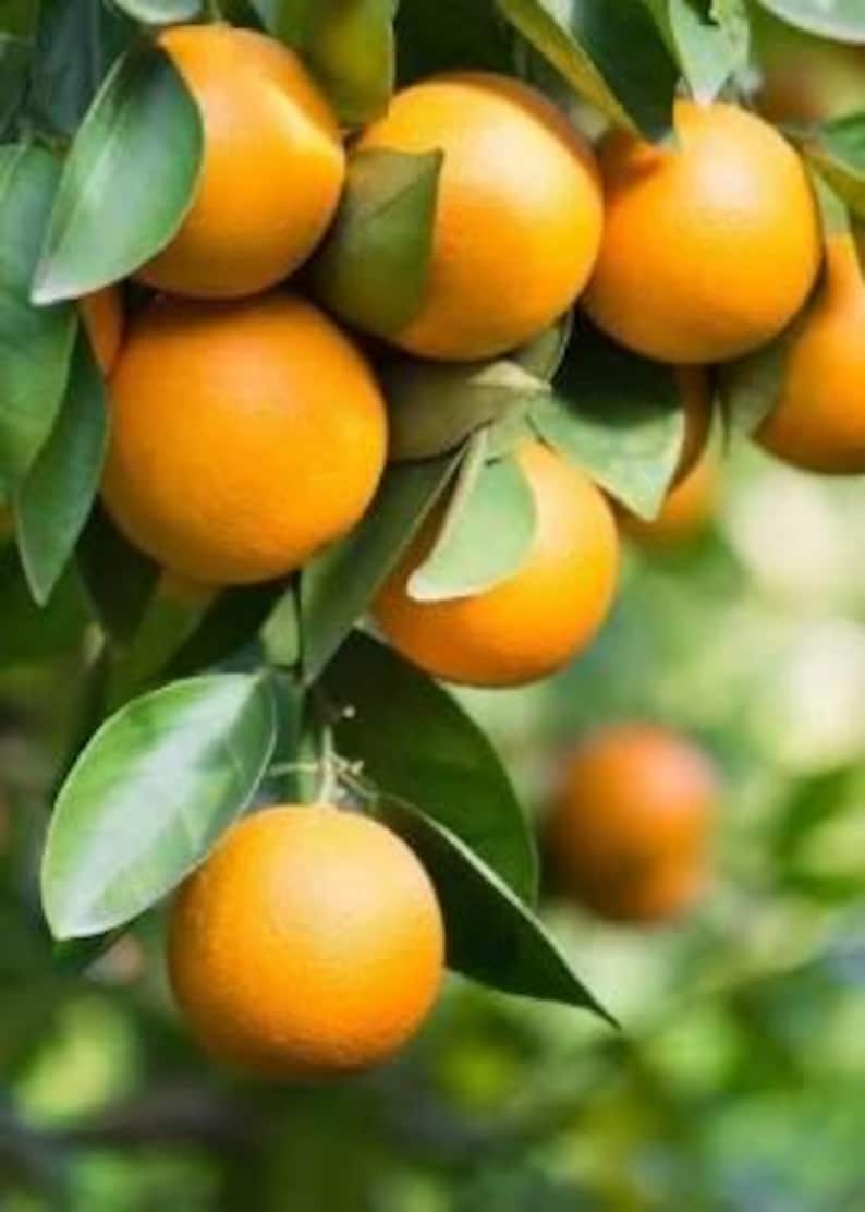 Grafted Pineapple Orange Tree 1 Gallon - Sweet Orange Citrus sinensis, 2-3 Feet Tall, Potted with Soil, Shipping Mon-Thurs
