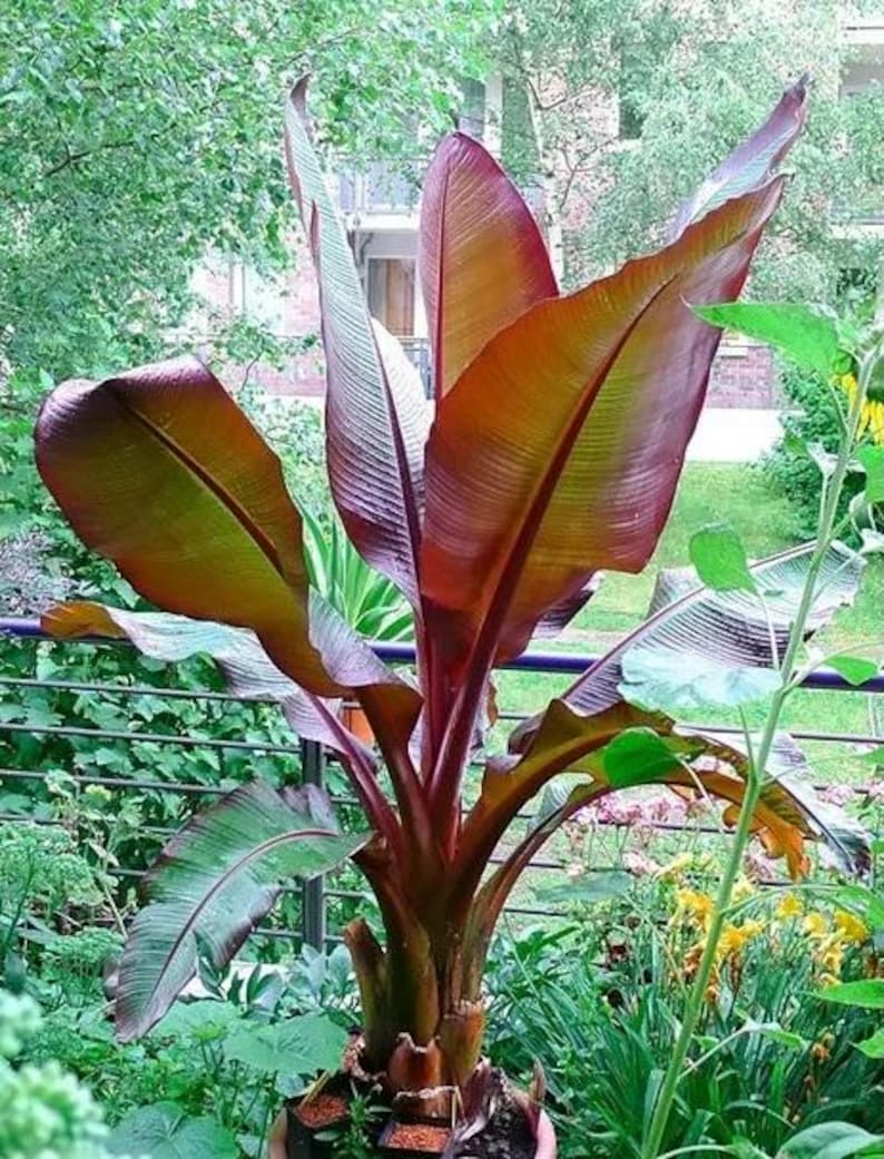 Musa Ensete Maurelii Red Abyssinian Banana Plant - Cold Hardy Tropical Foliage - Ornamental Banana Tree