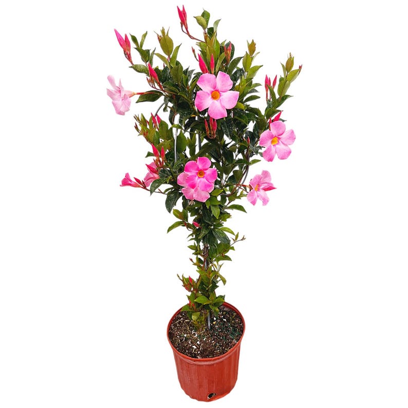 Pretty Pink Dipladenia Topiary Tree in 3 Gallon Pot - Tropical Flowering Vine for Outdoor Patio, Summer Blooms (Dipladenia spp.)