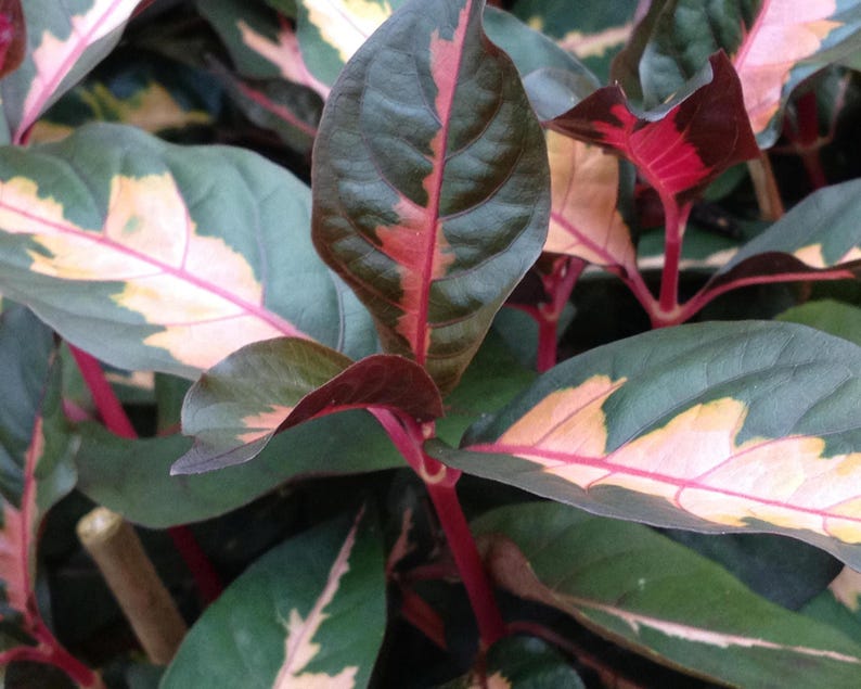 Bare Root Starter Plant - Jamaican Croton Variegated Chocolate, Graptophyllum pictum, Indoor/Outdoor, 2 Inch Rootball, Bronze Pink