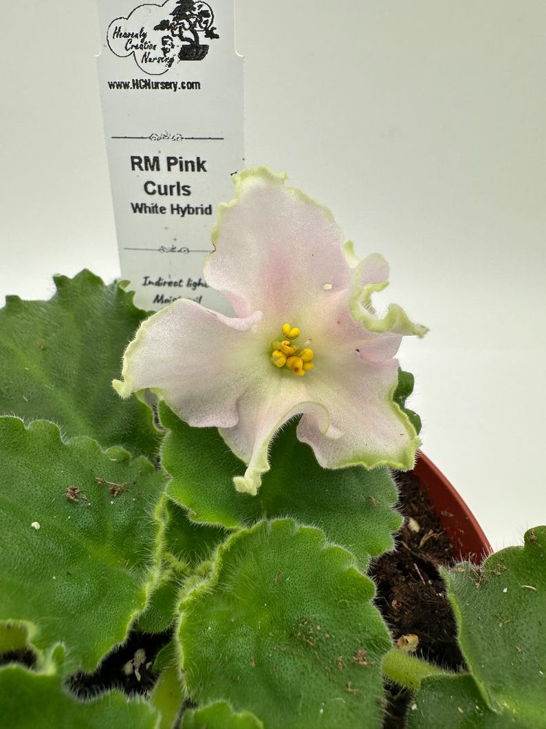 Live African Violet Plant - 4" RM Pink Curls - White Hybrid - Saintpaulia
