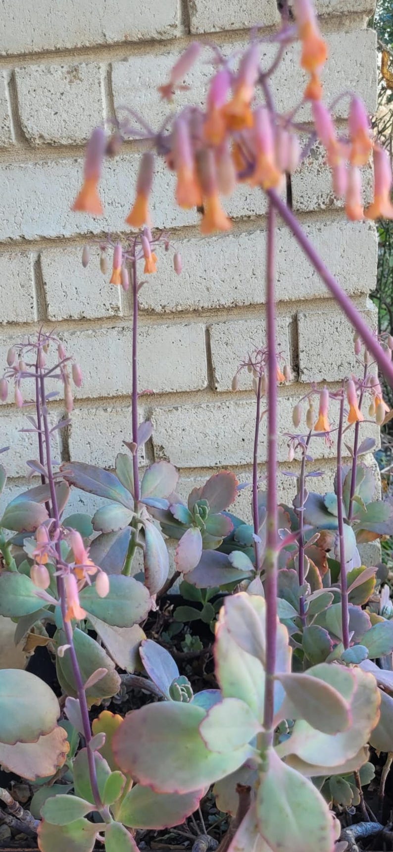 Kalanchoe Fedtschenkoi "Lavender Scallops" Succulent Plant - 4-8 Inches - South American Air Plant - Easy Care Propagator