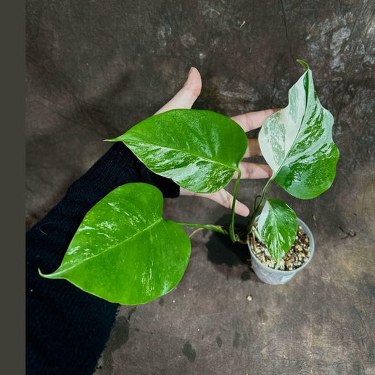 Variegated Monstera Albo Plant - Rare White Monstera Borsigiana - Exact Plant - Houseplant - Indoor Tropical Foliage