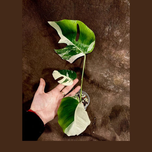 Variegated Monstera Albo Plant - Rare White Monstera Borsigiana - Exact Plant - Ideal Indoor Houseplant - US Seller