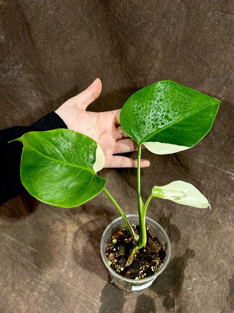 Variegated Monstera Albo Plant - Rare White Borsigiana - Indoor Houseplant - Monstera Albo Baby Leaf - Exact Plant by US Seller