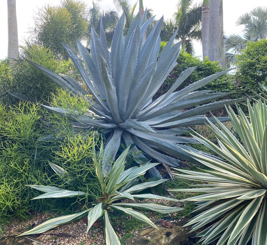 Agave Super Blue Americana Plant - Drought Tolerant Blue Agave - Agave Americana - Accent Plant for Landscape Design