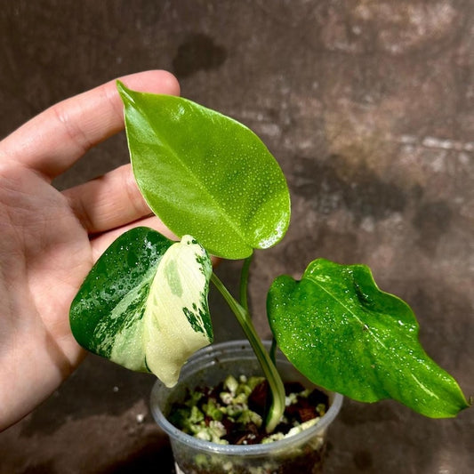 Variegated Monstera Albo Plant - Rare White Borsigiana - Baby Leaf Indoor Plant - Exact Plant from US Seller - Houseplant Decor