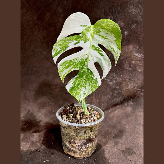 Variegated Monstera Albo Plant - Rare White Monstera Borsigiana - Unique Indoor Houseplant - Monstera Albo Single Leaf