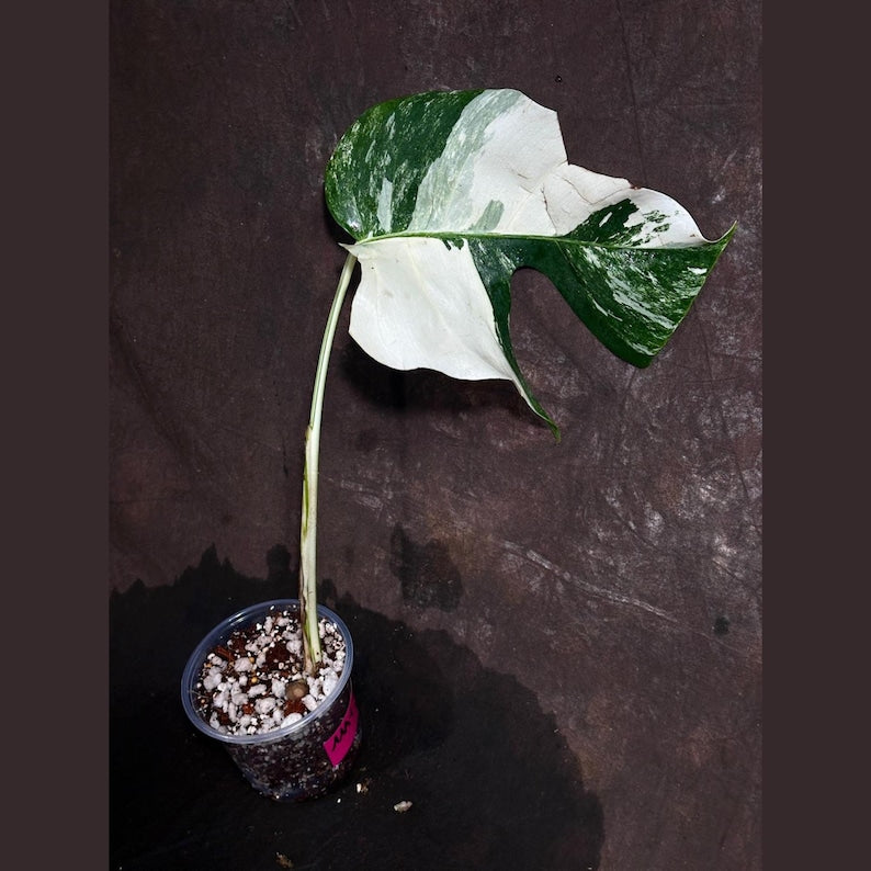 Variegated Monstera Albo Plant - Rare Indoor White Monstera Borsigiana - Exact Plant - Houseplant - US Seller