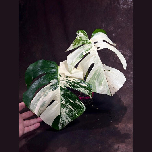 Variegated Monstera Albo Plant - Rare White Borsigiana - Exact Plant - Stunning Indoor Houseplant - US Seller