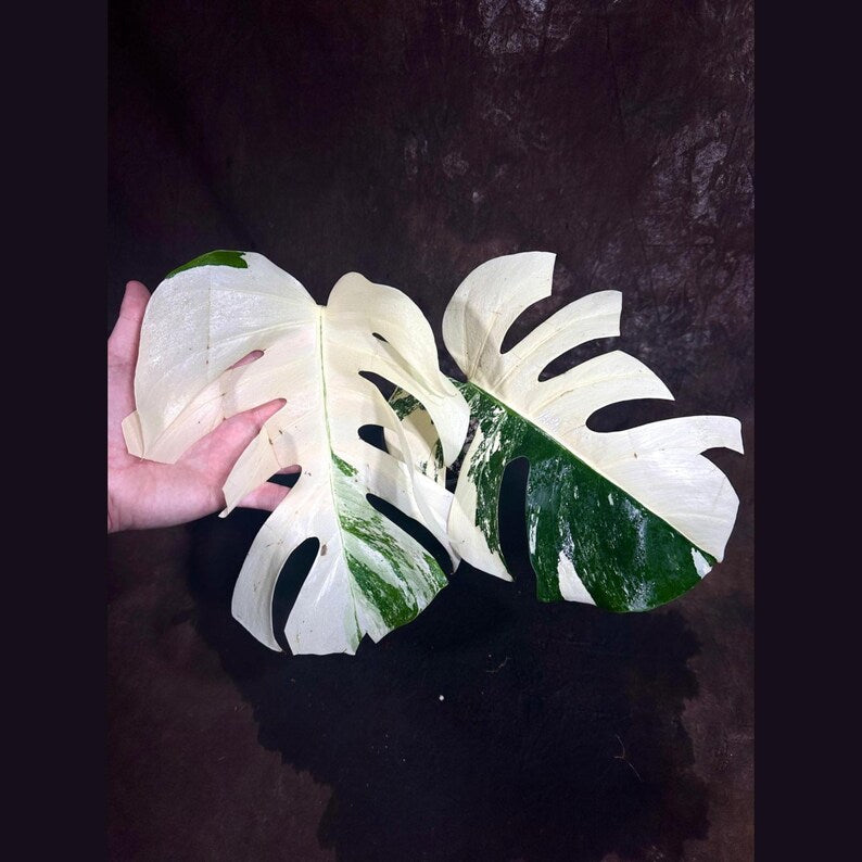 Variegated Monstera Albo Plant - Rare White Borsigiana - Exact Plant - Indoor Houseplant - Monstera Deliciosa Borsigiana