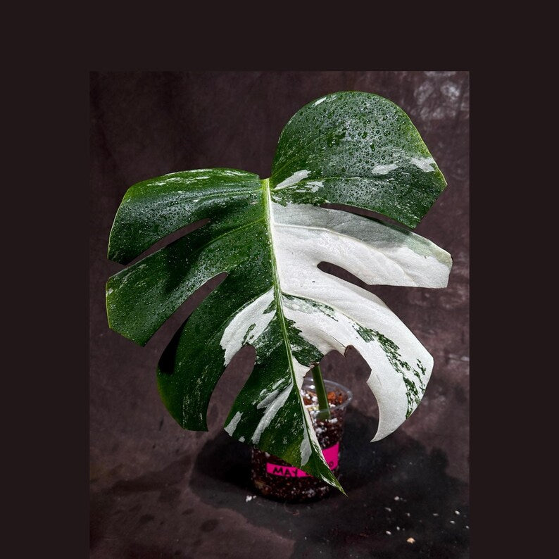 Variegated Monstera Albo Plant - Rare White Borsigiana - Exact Plant - Indoor Houseplant - US Seller - Aesthetic Greenery