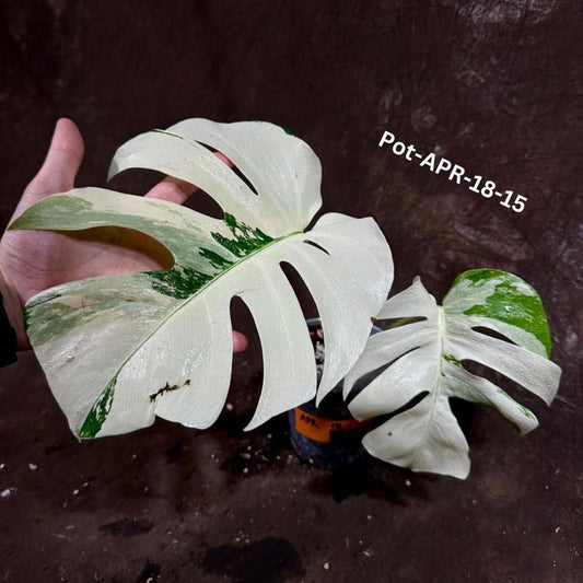 Variegated Monstera Albo Plant - Rare Indoor White Borsigiana - Exact Potted Plant - Monstera Albo - Houseplant Decor