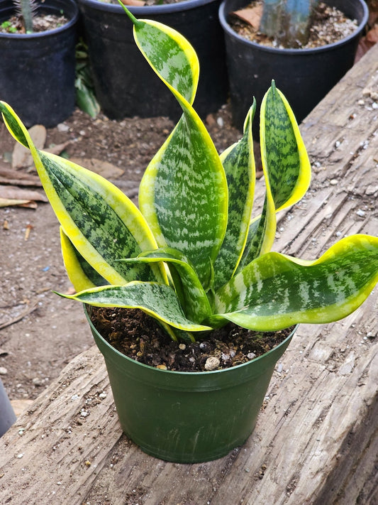 6" Snake Plant, Twisted Sister, Exotic Potted Plant, Sansevieria trifasciata, Air-Purifying Houseplant, Unique Decor
