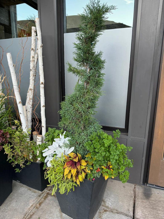 Spiral Topiary Tree - Blue Point Juniper - Juniperus chinensis 'Blue Point' - Outdoor Evergreen Plant for Garden and Landscape