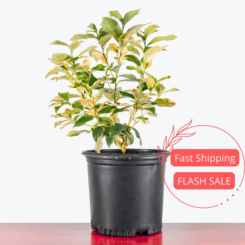 Lemon Tree Live Plant - 5" Variegated Pink Lemon - Citrus limon - Perfect House Plant for Beginners, Indoor & Outdoor Garden