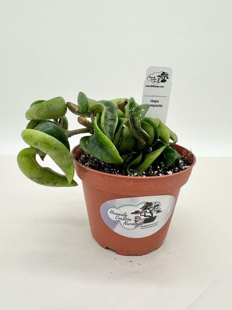 Hoya Compacta Live Plant 4" - Wax Plant with Thick Leaves - Hoya carnosa