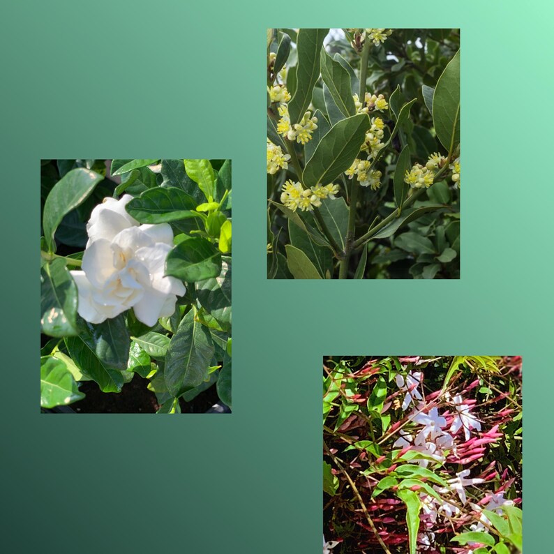6pk Combo Live Plants - 3 Bayleaf, 2 Polyanthum, 1 Gardenia - Laurus Nobilis, Jasminum Polyanthum, Gardenia Veitchii