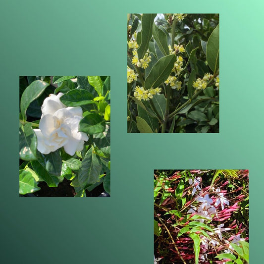 6pk Combo Live Plants - 3 Bayleaf, 2 Polyanthum, 1 Gardenia - Laurus Nobilis, Jasminum Polyanthum, Gardenia Veitchii