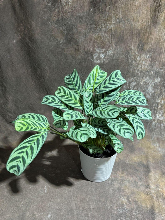 Calathea Burle Marx Live Plant in 6” Self-Watering Pot - Maranta Amabilis Burle Marxii - Air Purifier Fishbone Prayer Plant