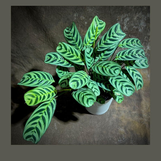 Calathea Burle Marx Live Plant in 6” Self-Watering Pot - Maranta Amabilis Burle Marxii - Air Purifier Indoor Plant - Non-Toxic to Pets