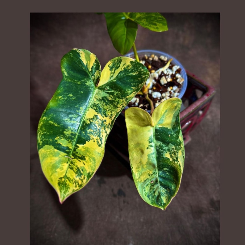 Philodendron Florida Beauty x Billietiae Plant in Nursery Pot - Rare Variegated Hybrid - Unique Leaves - Aroid Mix