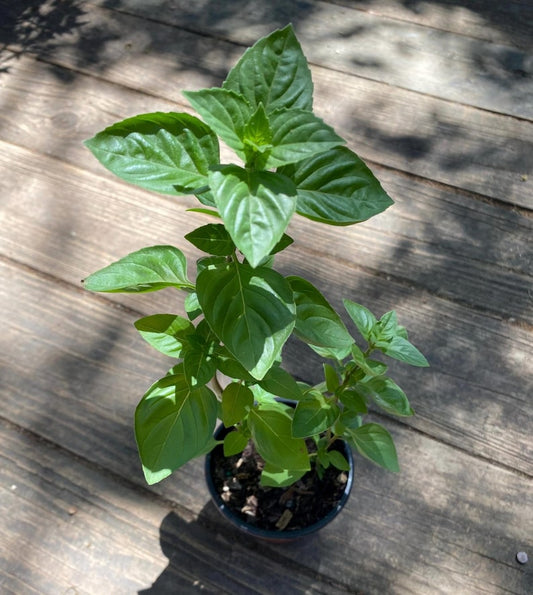 Basil Plant - 6-12in Aromatic Culinary Herb - Ocimum basilicum - Air-Purifying Essential Oils