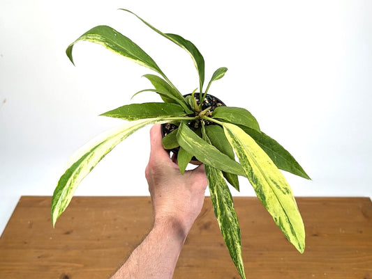 Anthurium Vittarifolium Variegated Plant - 4 Inch Pot - Exact HUGE Plant - Free Hoya Krimson Queen with 3+ Orders