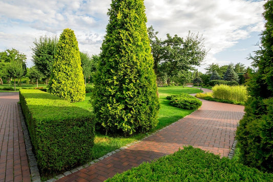 Bercksman Golden Arborvitae - 1 Gallon - Bright Yellow Evergreen - Thuja occidentalis - Ideal for Hedges & Privacy Screens