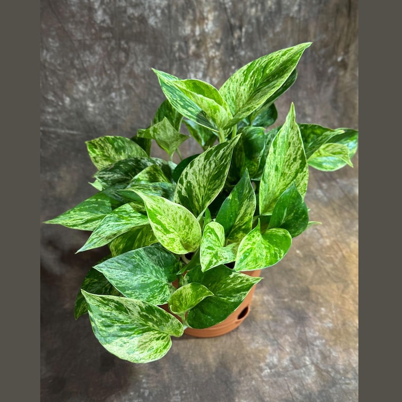 Marble Queen Pothos 6” Variegated Vining Plant in Self-Watering Pot - Easy-Care Indoor Plant for Low Light, Epipremnum aureum