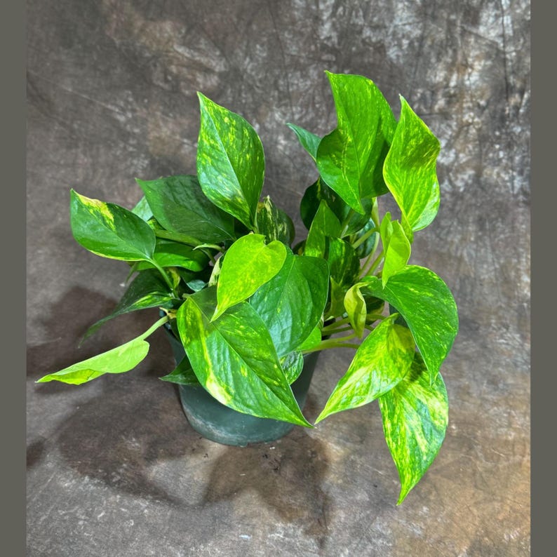 Golden Pothos Plant in 6" Grow Pot - Easy Care Indoor Plant - Air Purifier - Epipremnum aureum - Low Light Tolerant