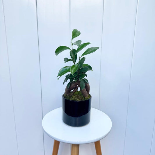 4" Ficus Plant in Ceramic Pot - Ginseng Ficus (Ficus Retusa) - Indoor Bonsai Aesthetic for Home Decor & Gifts