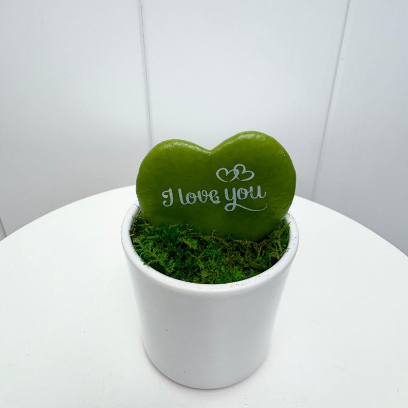Heart-Shaped Hoya Plant in Ceramic Pot, Sweetheart Hoya, Valentine Hoya, Hoya Kerrii, Easy Care Houseplant, Small Space Decor