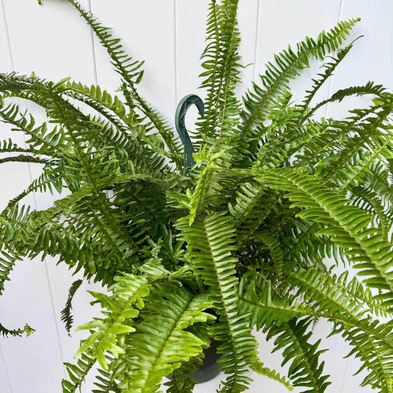 LIVE 8” Hanging Basket Fern Kimberly Queen - Nephrolepis Obliterata, Lush Green Foliage, Ideal Houseplant & Gift