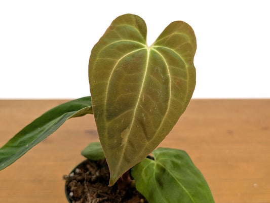 Anthurium Crystallinum x Papillilaminum 'Crystal Pap' Live Plant in 4" Pot - Tropical Aroid Houseplant for Collectors