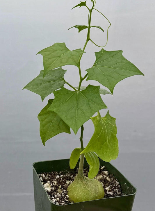Bigfoot Caudex Plant 4" Pot | Gerrardanthus Macrorhizus | Unique Sculptural Appearance | Drought-Tolerant Plant