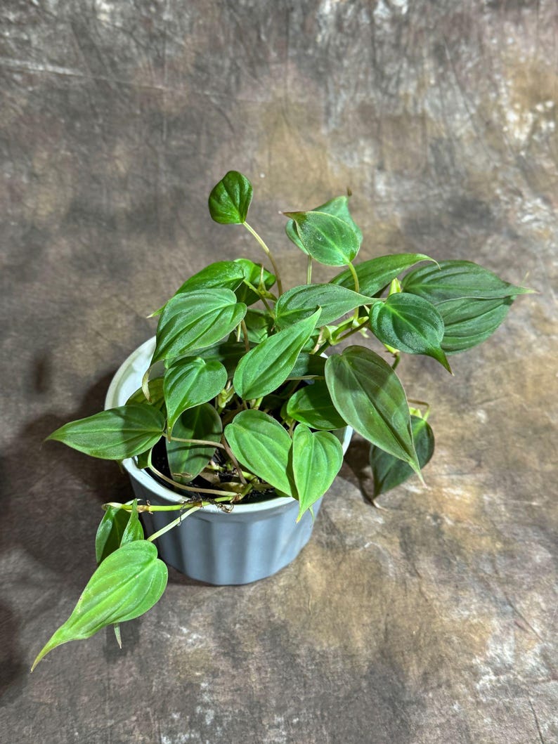 Live Philodendron Micans Velvet 4" Ceramic Cup - Heartleaf Plant - Tropical Vining Houseplant - Philodendron Micans