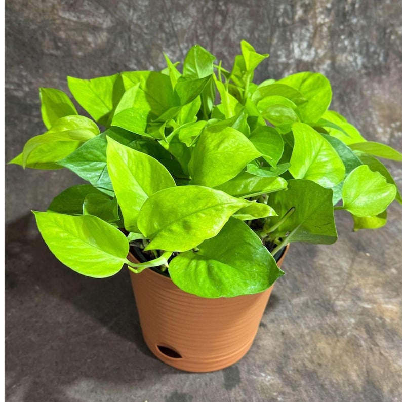 Neon Pothos Plant in 6" Self-Watering Pot - Low Light Easy Care Houseplant - Epipremnum aureum 'Neon' Vining Indoor Plant