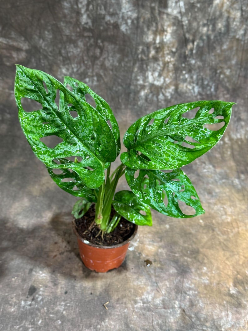 Monstera Swiss Cheese Plant 4" Grow Pot - Monstera Adansonii - Indoor Air Purifying Houseplant - Unique Fenestrated Leaves