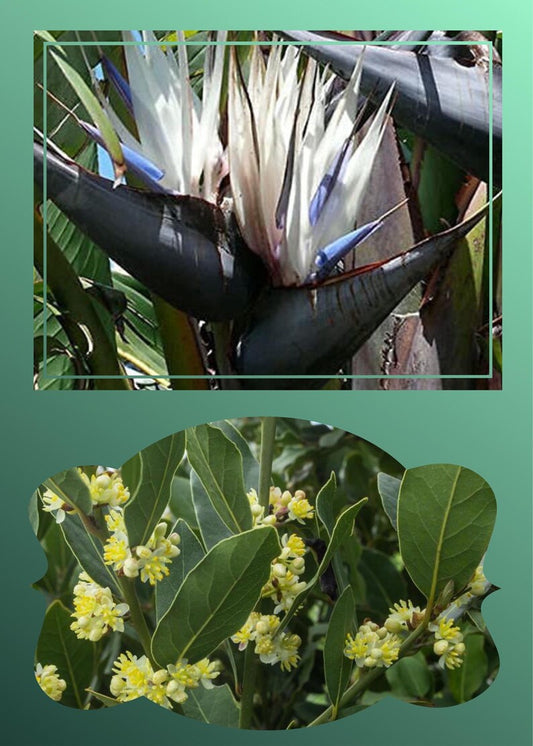 6pk Tropical Cottage Plants Combo - 3 Strelitzia Nicolai (Giant White) & 3 Laurus Nobilis (Bayleaf) - Live Plants in Rosepots