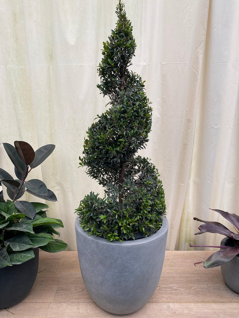 Topiary Eugenia Spiral Tree - 3 Gallon - Eugenia Globulus - Low Maintenance Evergreen for Garden Privacy and Aesthetic Appeal