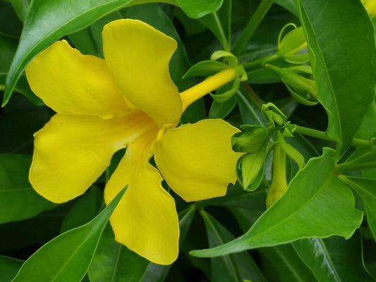 Allamanda Golden Butterfly Plant Starter Size - Yellow Trumpet Flowers, Allamanda cathartica, Well-Rooted 6-12 Inches Tall