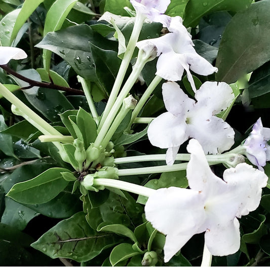 Brunsfelsia uniflora Manaca Live Tropical Plant - Starter Size with Creamy White Yellow Flowers - Fragrant Houseplant
