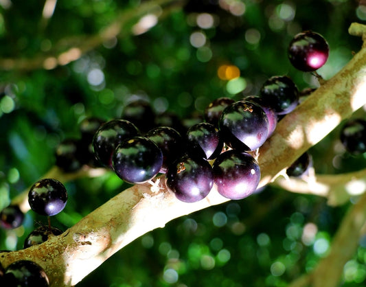 Brazilian Grape Jaboticaba Live Fruit Tree Plant - Plinia cauliflora - Starter Size, Unusual White Flowers, Pre Bonsai