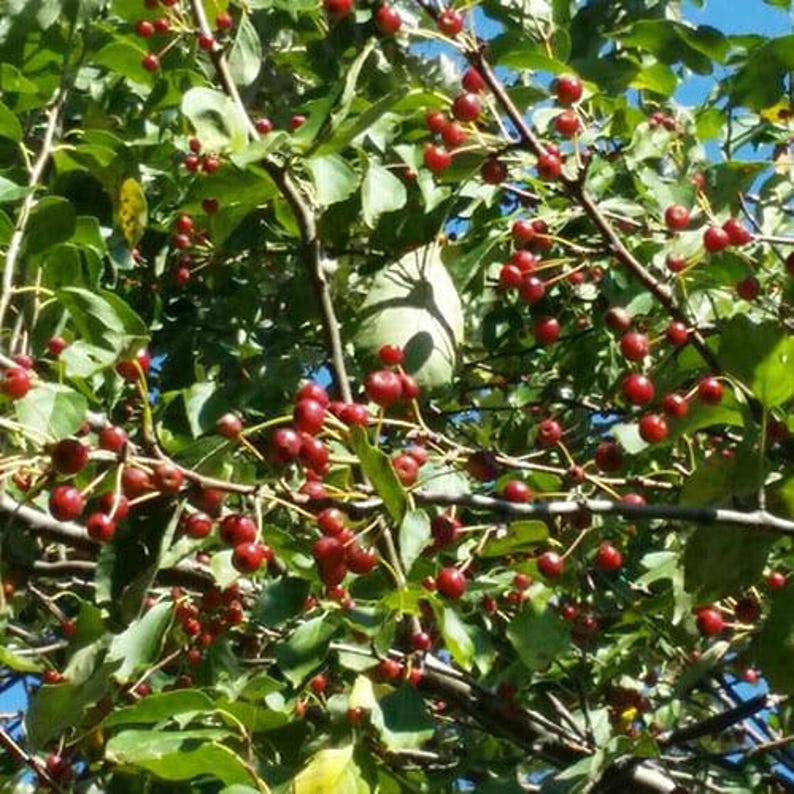 Midwest Crabapple Tree - 1 Rooted Plant, Malus baccata var. mandshurica, Flowering Fruit for Wildlife, Zones 4-8